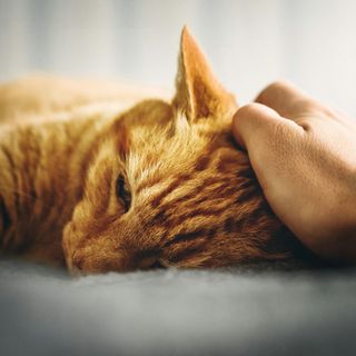 Segnali di Allarme: Il Tuo Gatto Vomita Spesso?