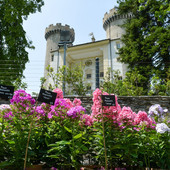 I fiori più belli al “Marché aux Fleurs” di Aymavilles