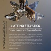 Fondation Grand Paradis, al via il 21° concorso fotografico “L’attimo selvatico”