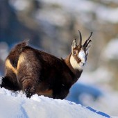 Caccia: Fauna alpina, scontro in Consiglio Valle: Viérin punta il dito sul lupo, AVS chiede più tutele