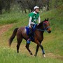 Equitazione: Brusson riabbraccia l'Endurance con un grande successo Equitazione: Brusson riabbraccia l'Endurance con un grande successo