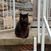 Gatti scomparsi a Cogne, in arrivo il criminologo: indagine tra mistero e paura