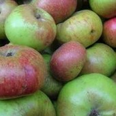 La mela Ravèntze guarda all'Europa: Saint-Marcel entra nel progetto CIDEREU