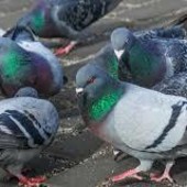 Aosta: Tonino dichiara guerra all’avifauna urbana