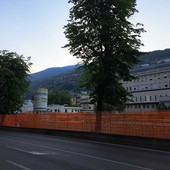 I tigli danneggiati dall'impresa edile I tigli danneggiati dall'impresa edile