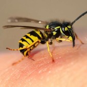 La puntura che ci ricorda quanto siamo fragili e diversi